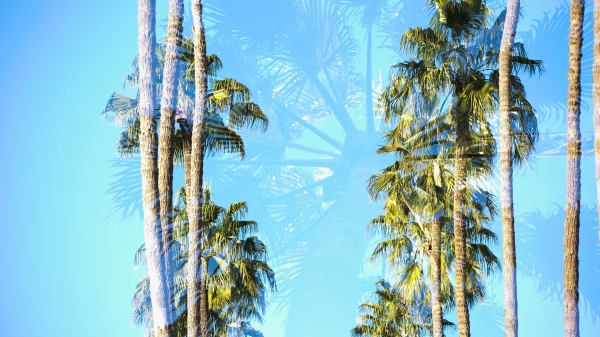 Two rows of palm trees against a bright blue sky.