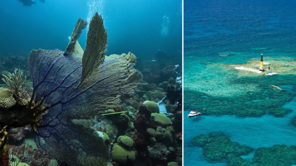 Collage of underwater coral and view of ocean from above