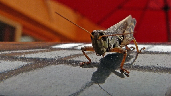 Insect on car