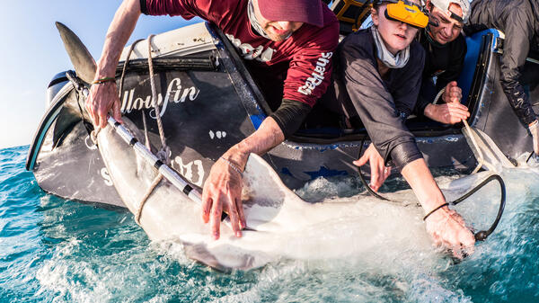 Group of people leaning off of a boat while holding a shark in water to insert a tagging device.