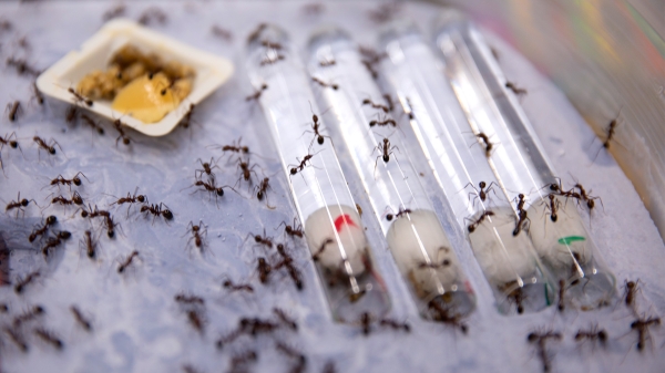 Close-up view of ants crawling on vials.