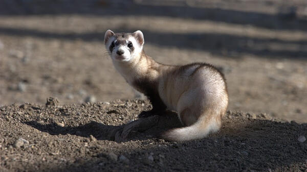 black footed ferret