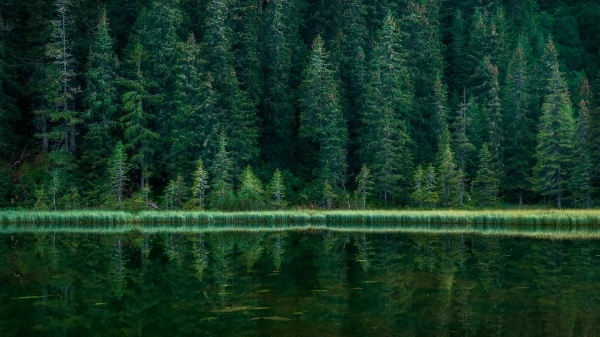 A jewel-toned lake surrounded by evergeen trees in the Carpathian Mountains.