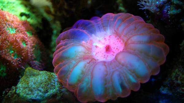 Colorful marine life.