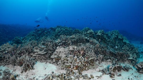 Scuba divers swim behind a reef 