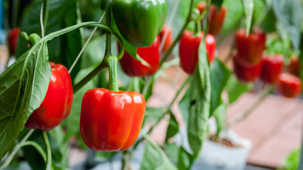 Green and red peppers in a garden.