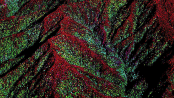 Leaf nutrient concentrations