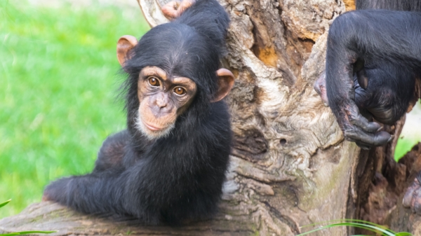 baby chimpanzee resting against a tree