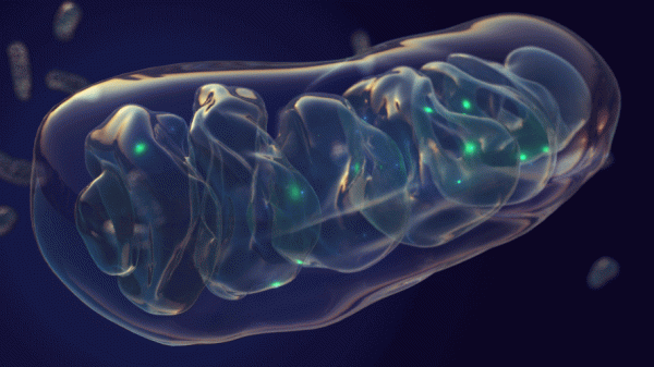 Illustration of mitochondria