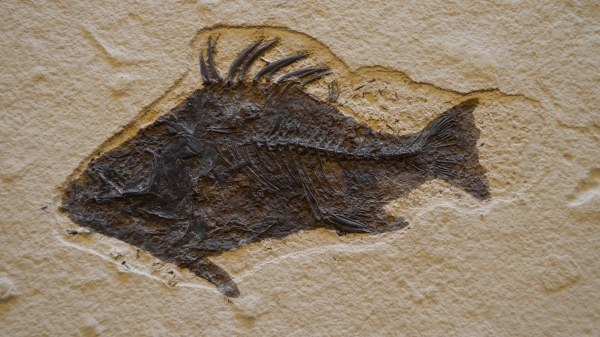 An image of a fossil of a fish