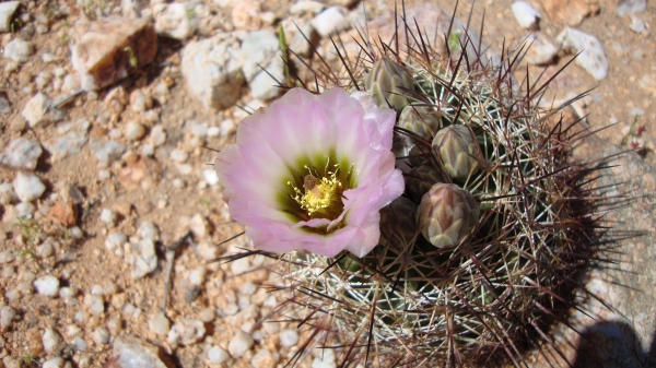 Acuna cactus with a purple blossom.