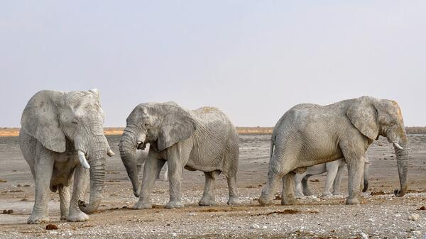 Three adult elephants in a natural habitat.