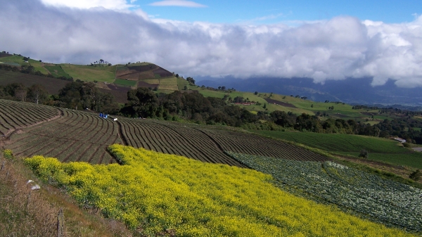 Terraced farming fields on hillsides.