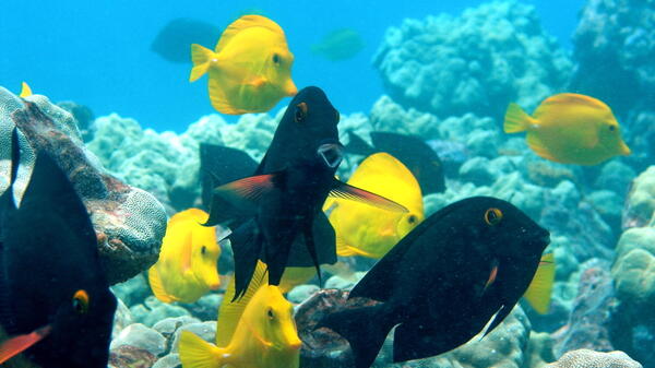 Brighlty colored fish swimming along a coral reef.
