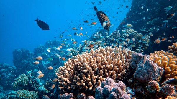 Fish and coral pictured under water.