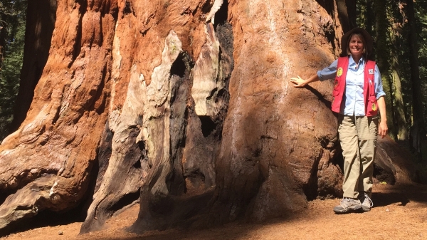 Professor Janet Franklin standing at the base of a giant sequoia