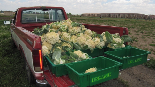 A pickup truck whose bed is filled with cauliflower