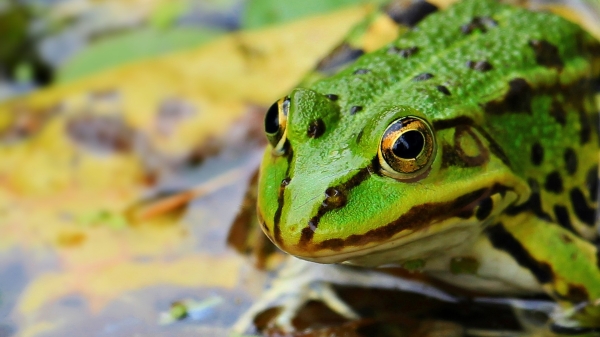 Green frog