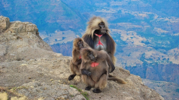 Family of gelada monkeys on a cliffside.