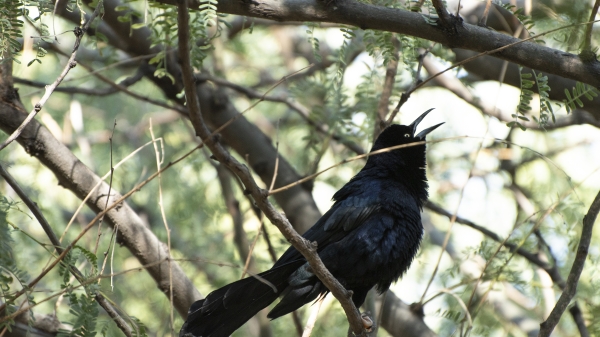 grackle in tree