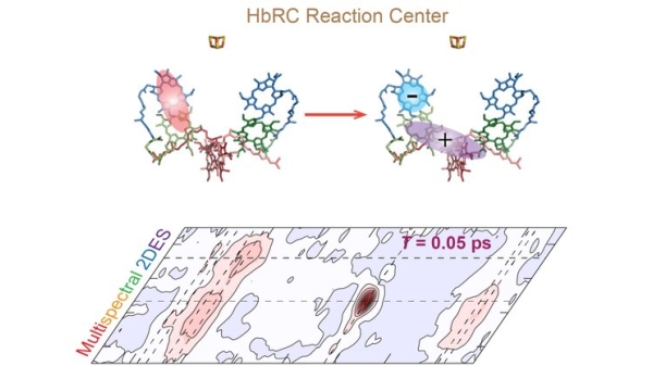 Heliobacterial photosynthetic reaction center