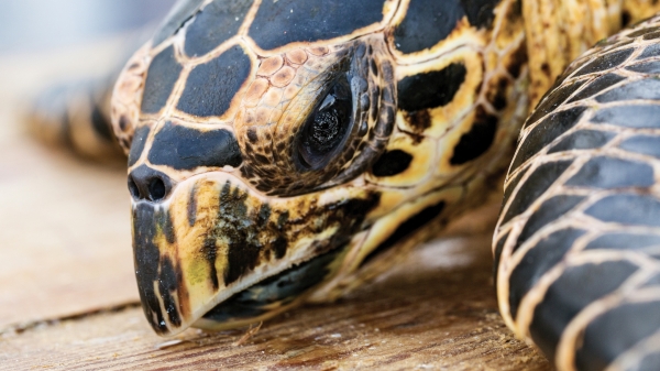 Close-up shot of the head of an East Pacific hawksbill turtle.