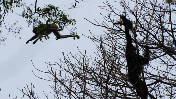 chimpanzee hunting monkeys in a tree