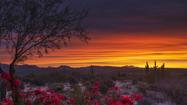 A desert sunset with flowers in the foreground.