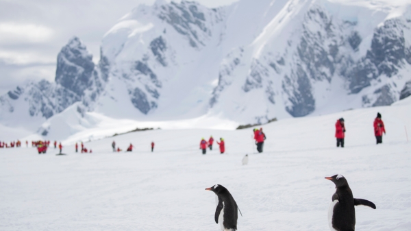 Group of ASU students hiking in the background with two penguins in the foreground in Antarctica