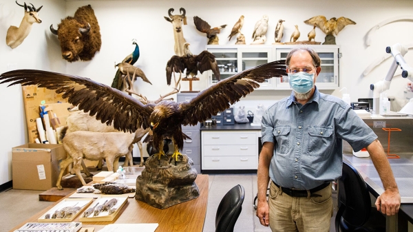 ASU Associate Professor Jay Taylor stands next to a taxidermy golden eagle, part of the ASU Ornithology Collection.