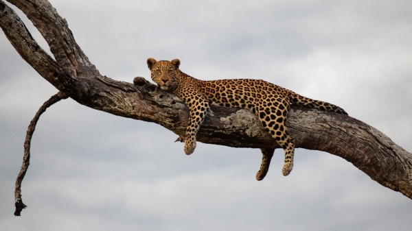 leopard in tree