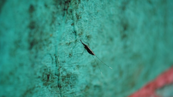 Malaria mosquito resting on a wall.