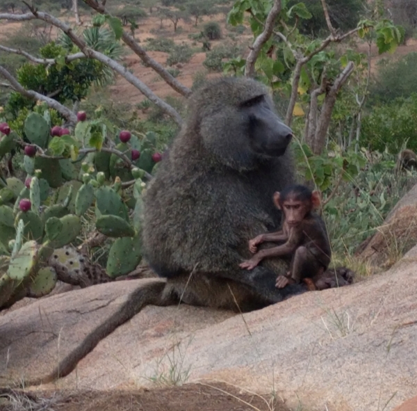 Adult male baboon sitting on a rock holding a baby baboon.