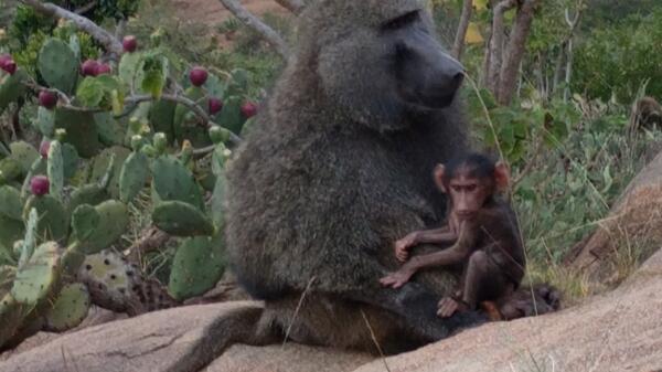 Adult male baboon sitting on a rock holding a baby baboon.