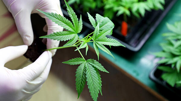 Gloved hands handle a cannabis plant.