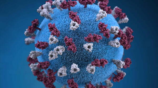 measles virus