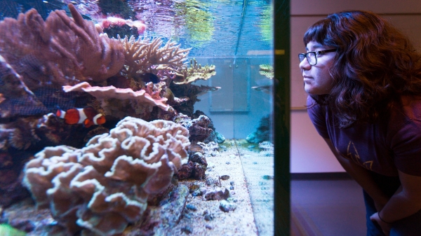 A woman looks at a saltwater aquarium.