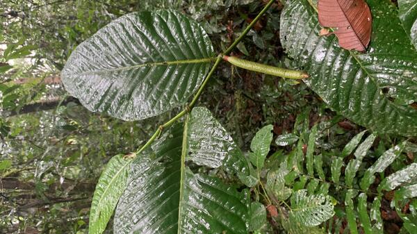 Photo of Piper macerispicum, a plant in the pepper family.