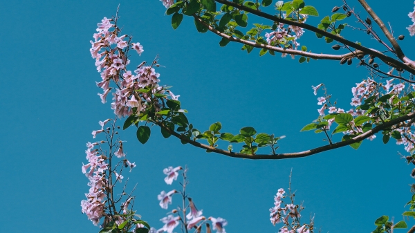 Blooming pink flowers on a tress branch against a bright blue sky.