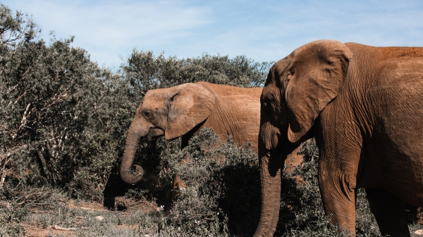 elephants grazing