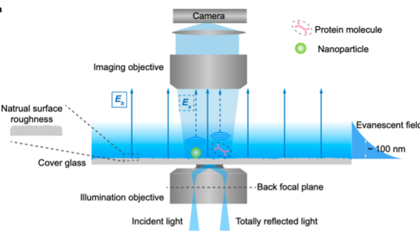 Graphic illustration of the experimental setup for performing evanescent scattering microscopy.