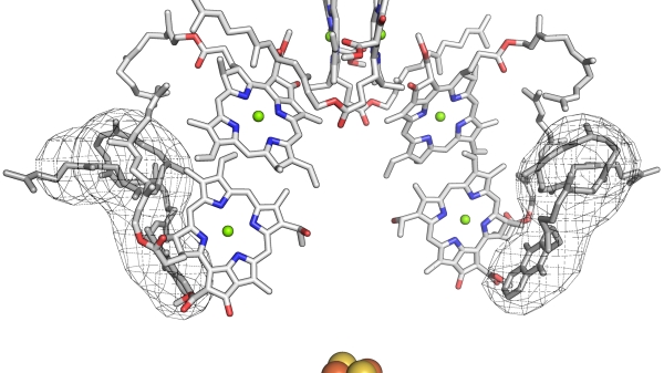 Quinone sites