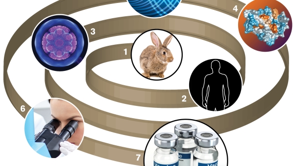 This figure shows how scientists progress from tackling a disease to vaccine