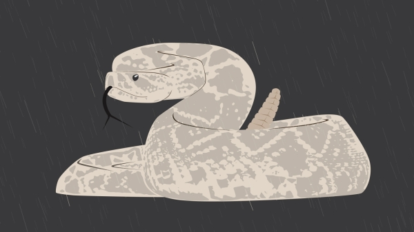 rattlesnake illustration