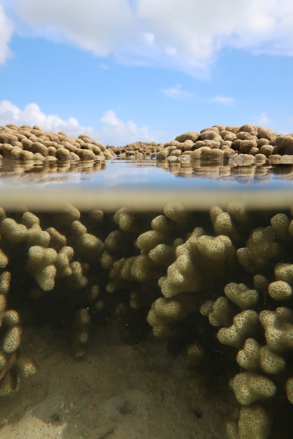 Close-up view of intertidal corals in Hawaii.