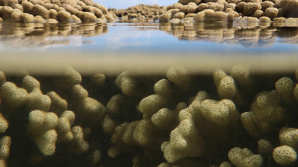 Close-up view of intertidal corals in Hawaii.