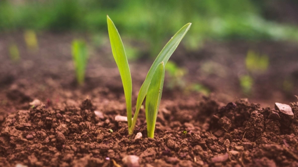 Image of green plant sprouting out of red tinted soil