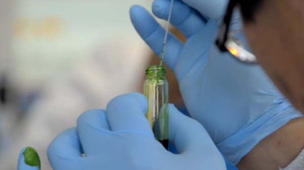 A participant of the first ATP3 workshop takes a sample of algae.