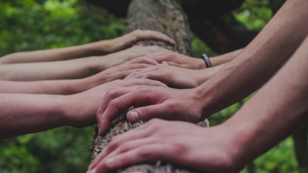 Several hands touching a tree trunk.