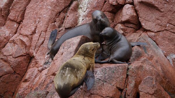 Seals on a rocky cliff in Islas Ballestas, Peru.